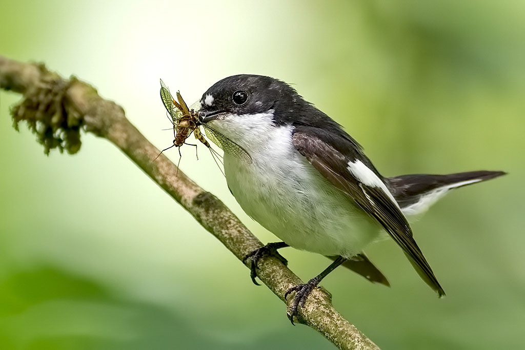 Male Pied Flycatcher
