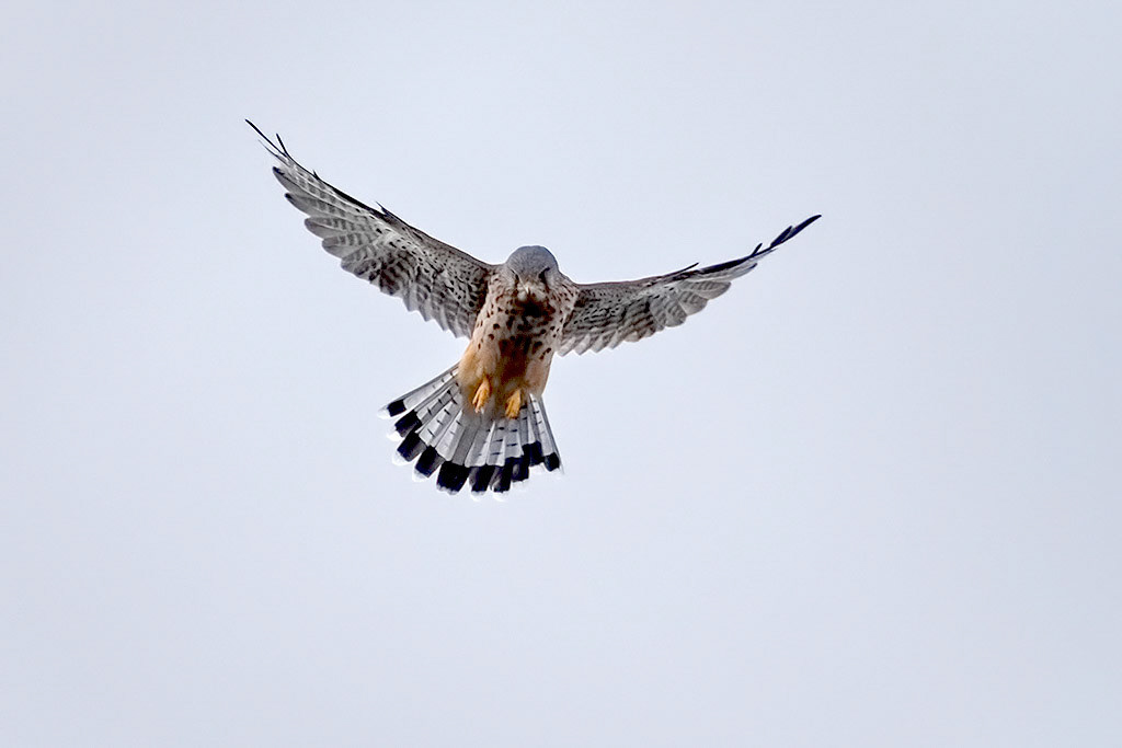 Kestrel