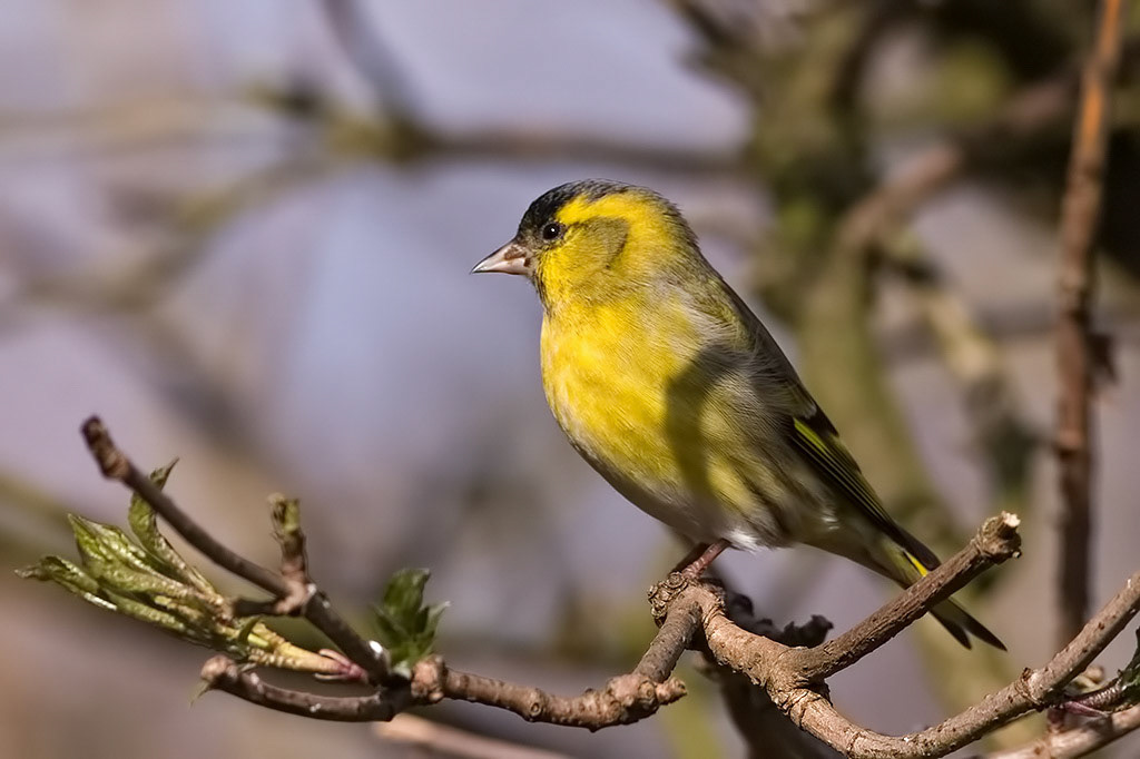 Siskin