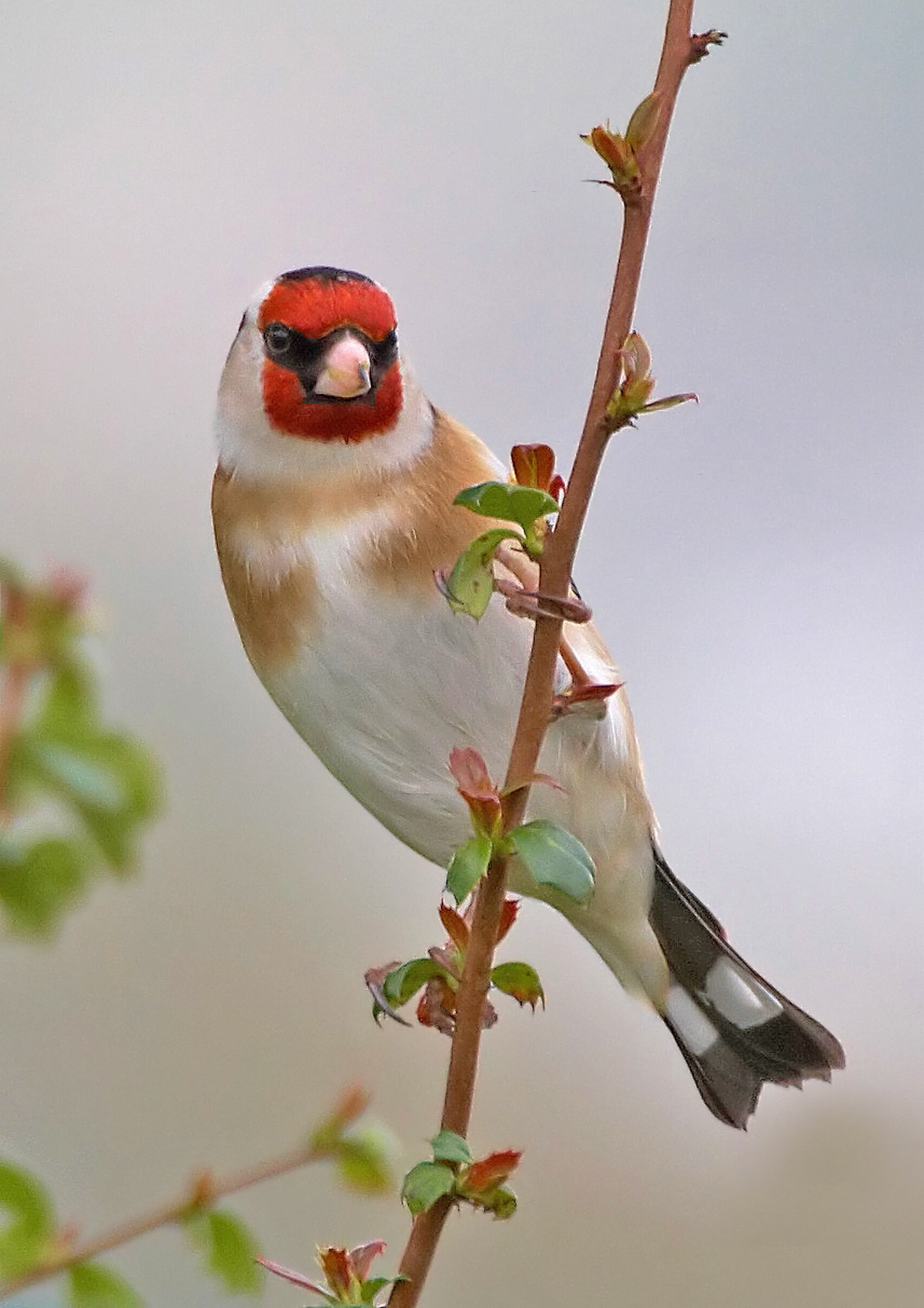 Goldfinch