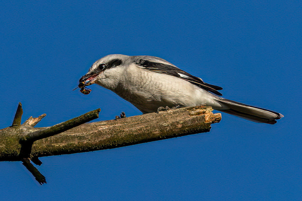 Great Grey Shrike
