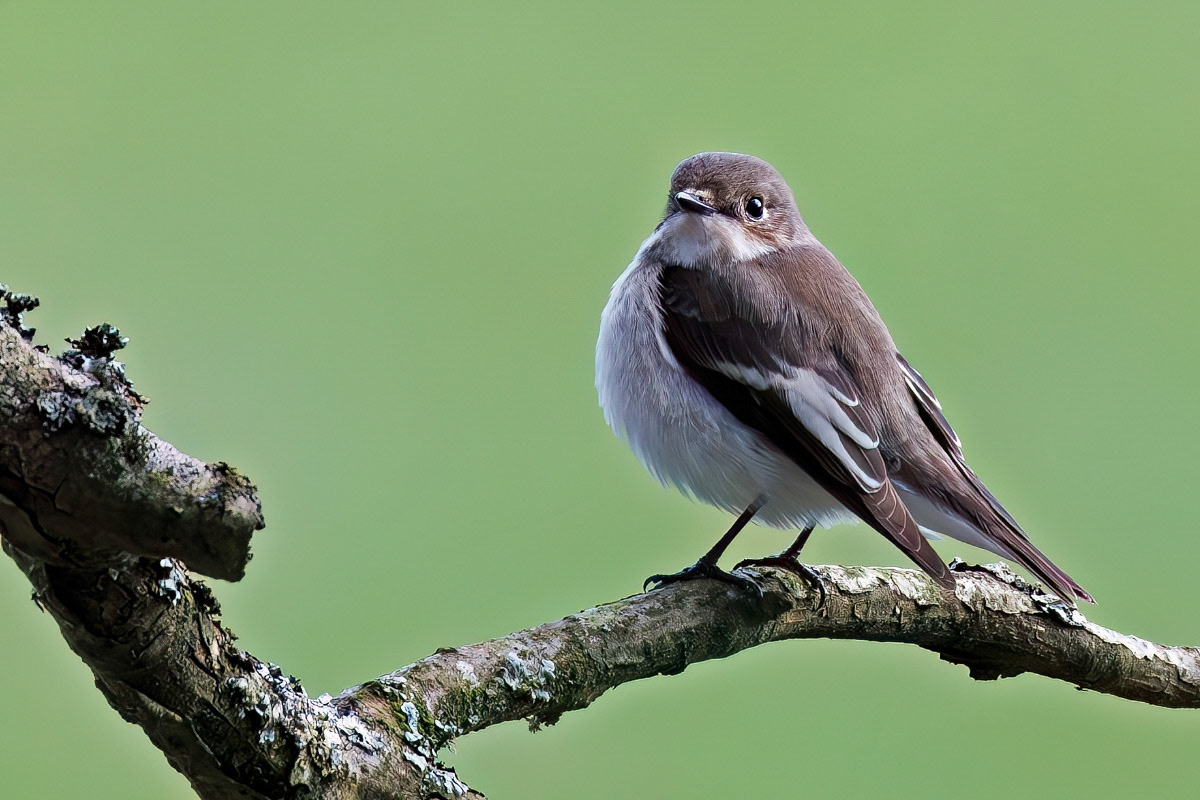 Pied Flycatcher