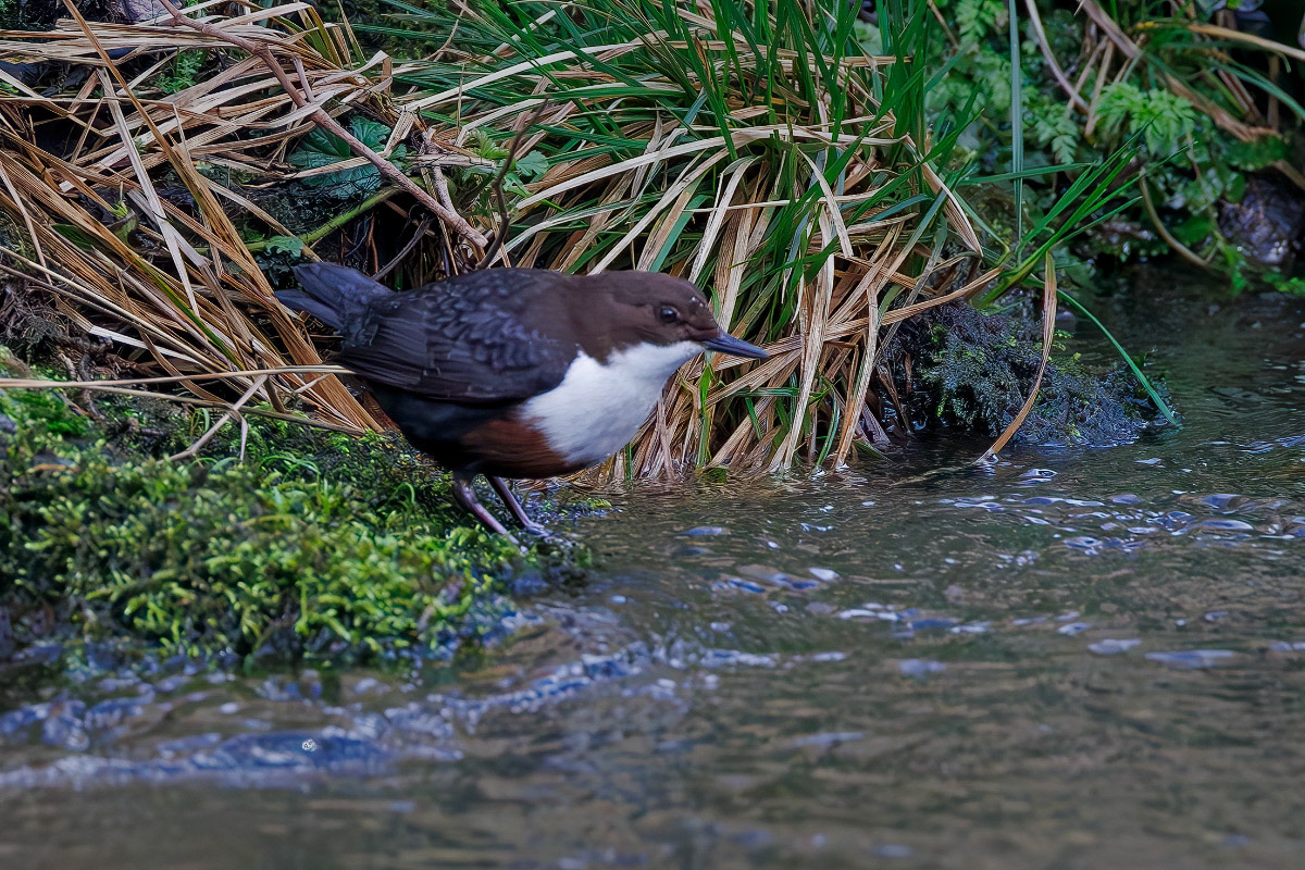 White-throated Dipper