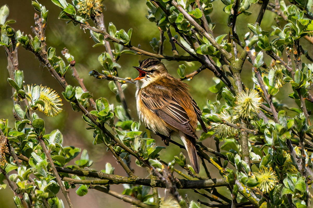 Sedge Warbler
