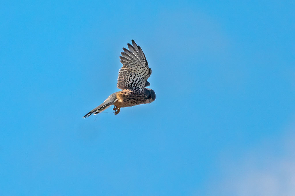 Kestrel