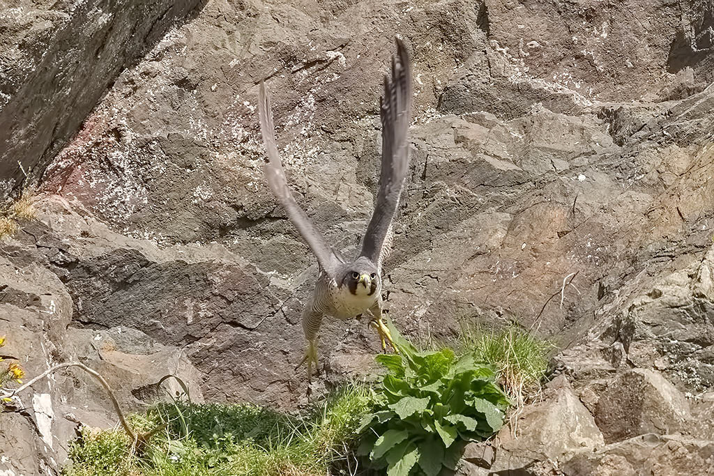 Peregrine