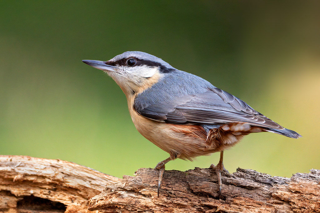 Nuthatch
