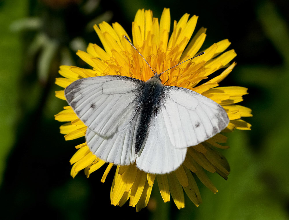 Green-veined White