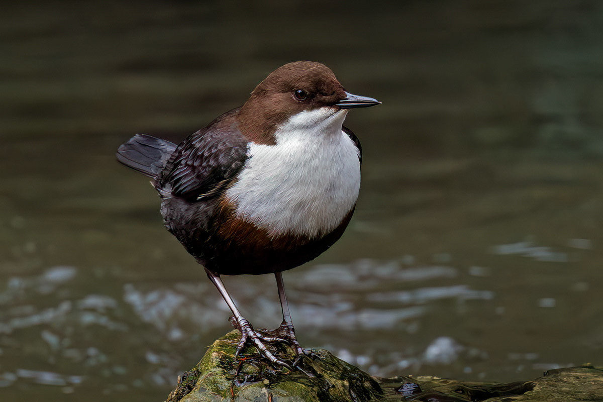 White-throated Dipper