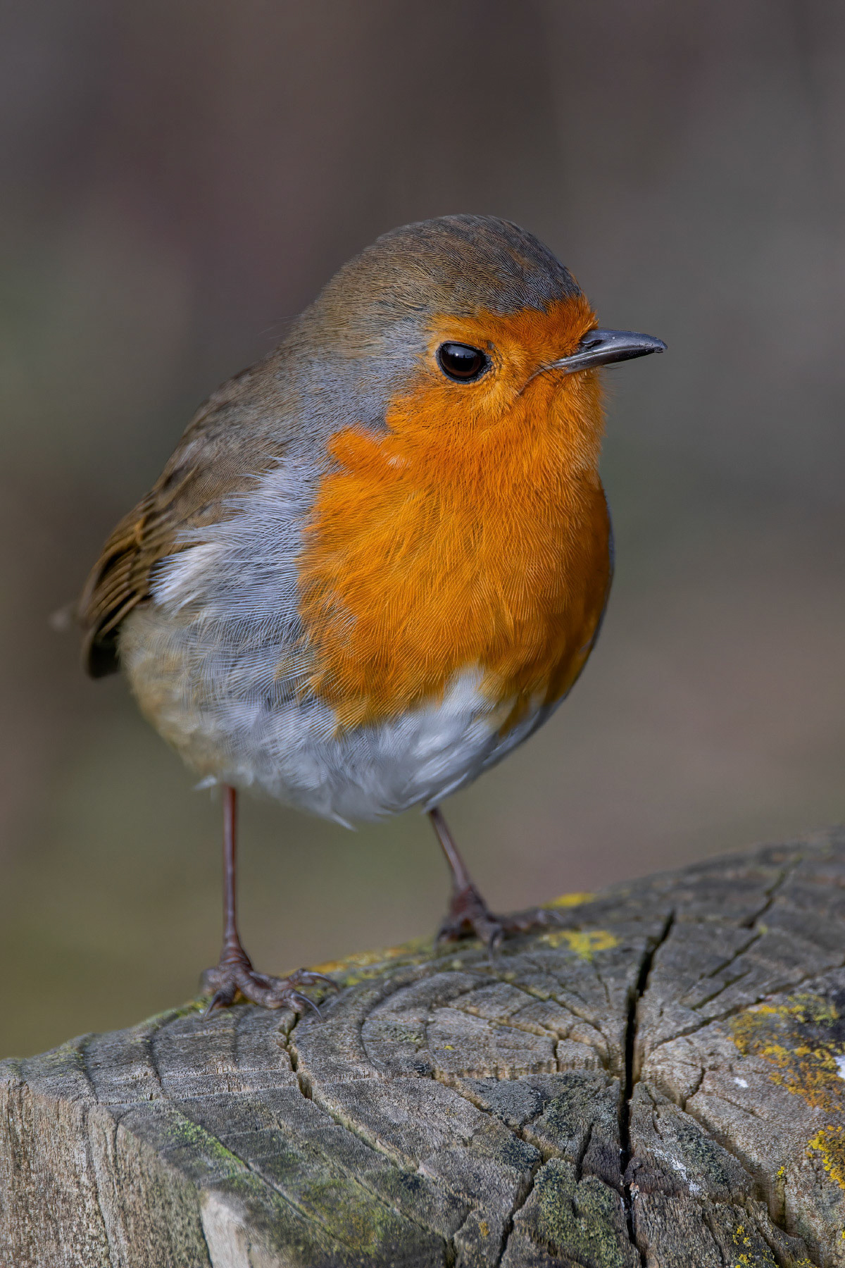 Robin