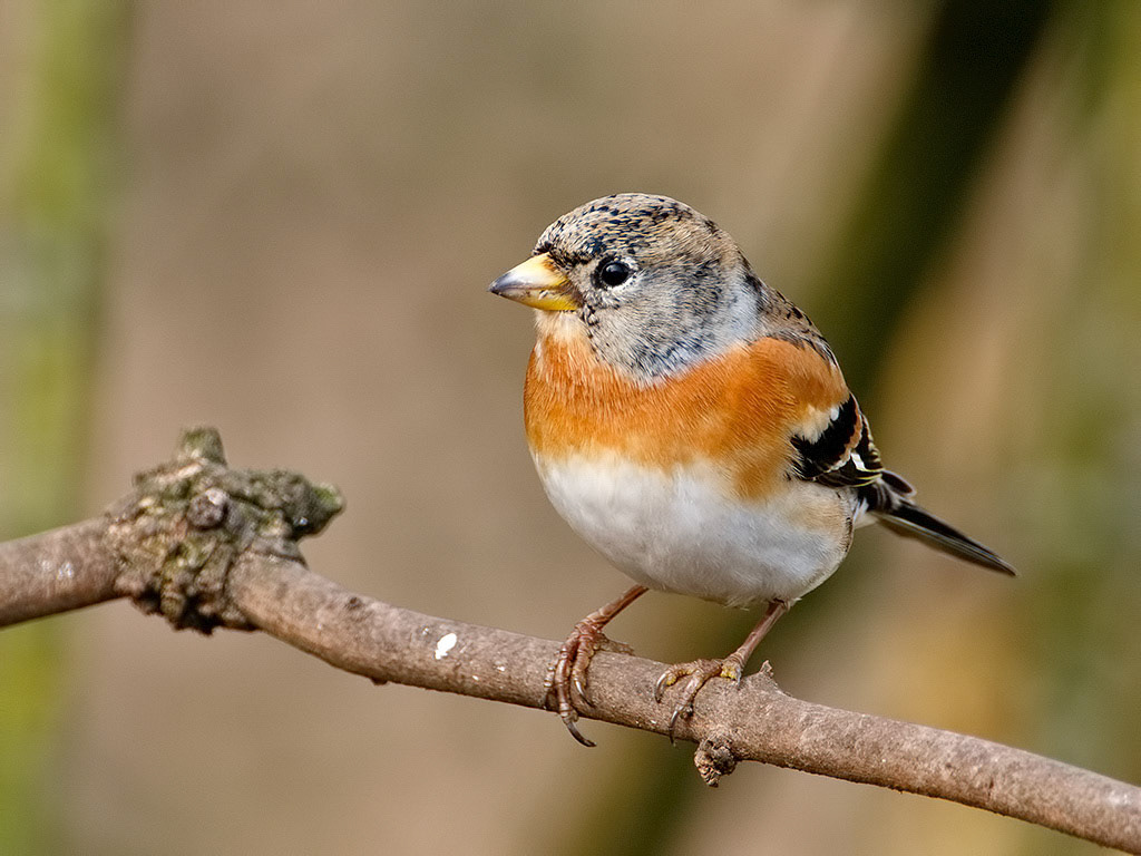 Brambling