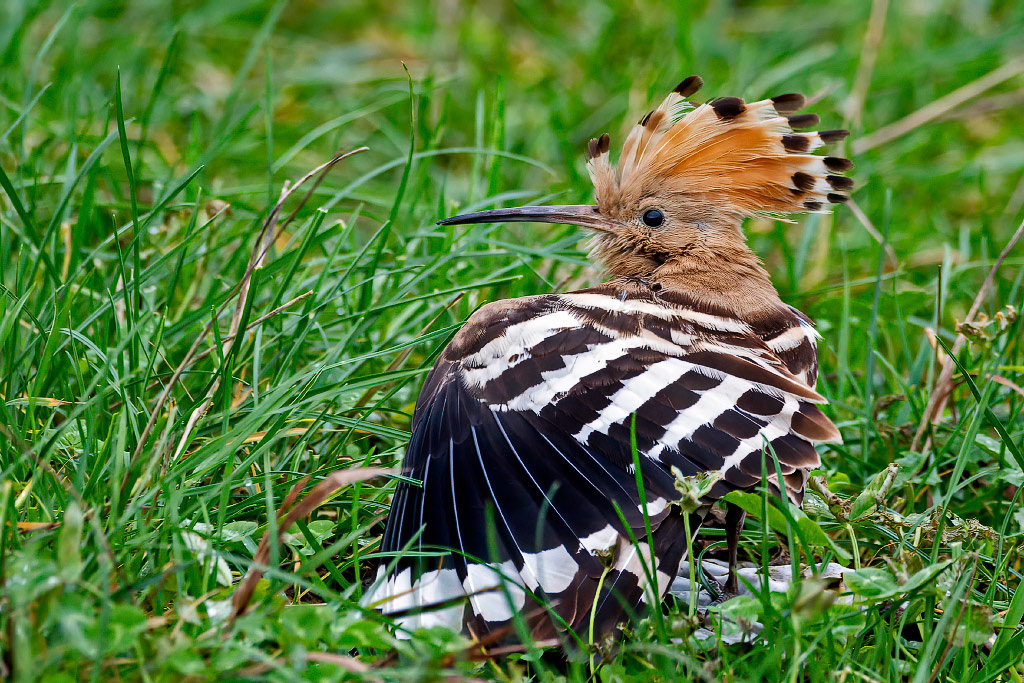 Hoopoe