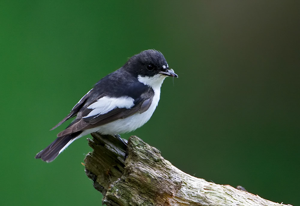 Male Pied Flycatcher
