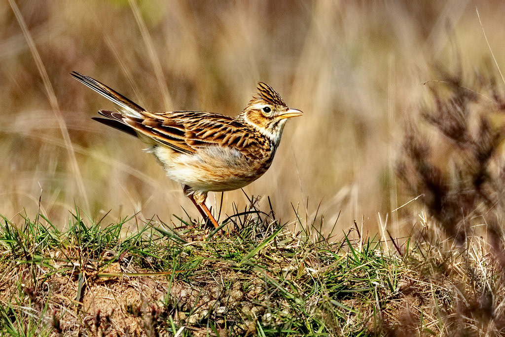 Skylark