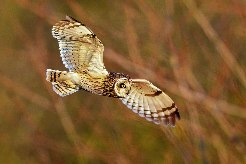 Short-eared Owl