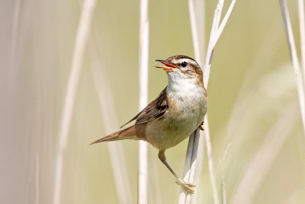 Sedge Warbler