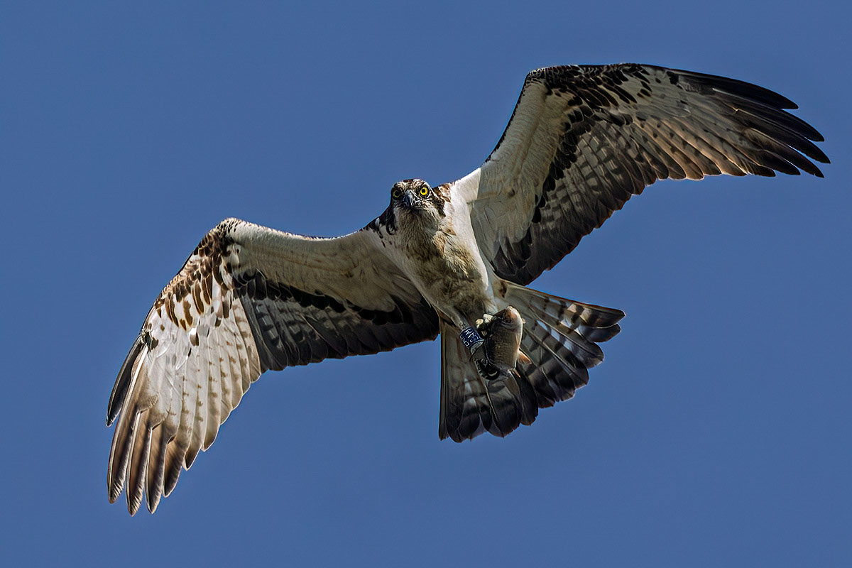 Osprey