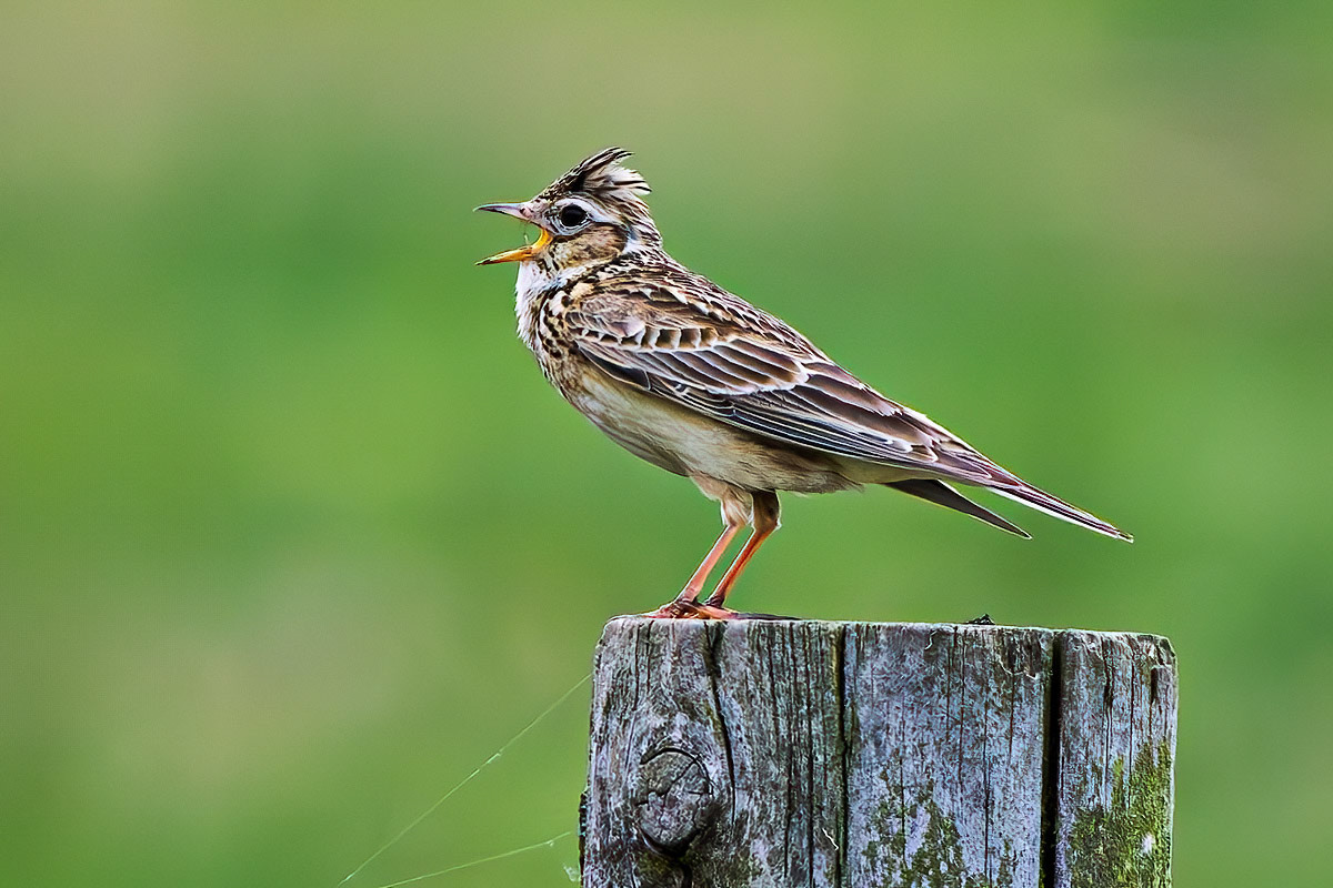 Skylark