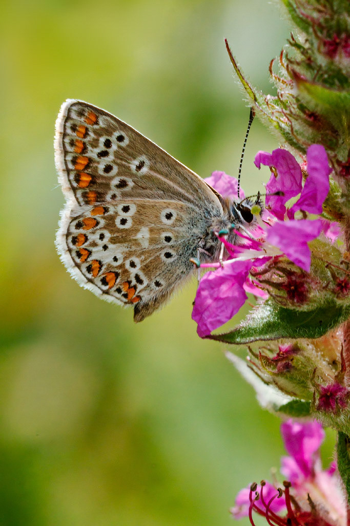 Brown Argus Butterfly