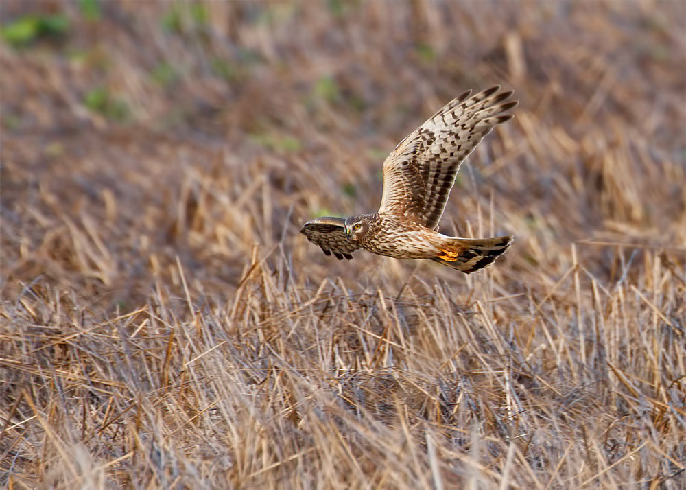 Hen Harrier