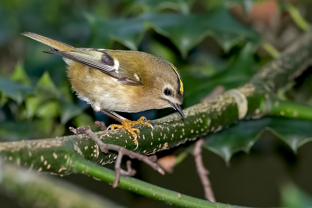 Goldcrest