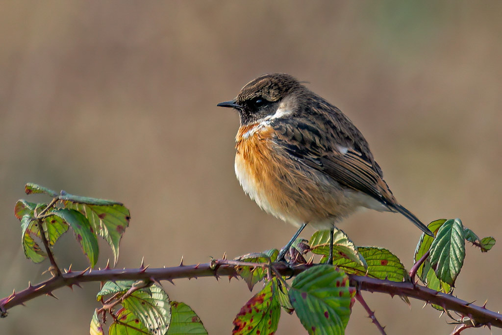 Stonechat