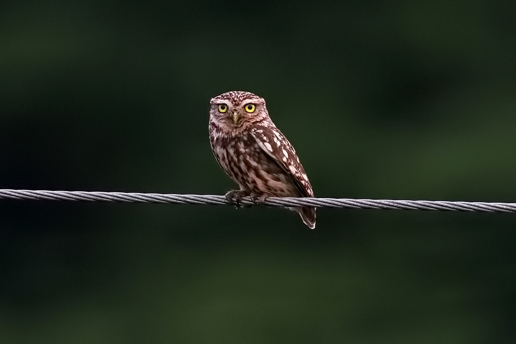 Little Owl