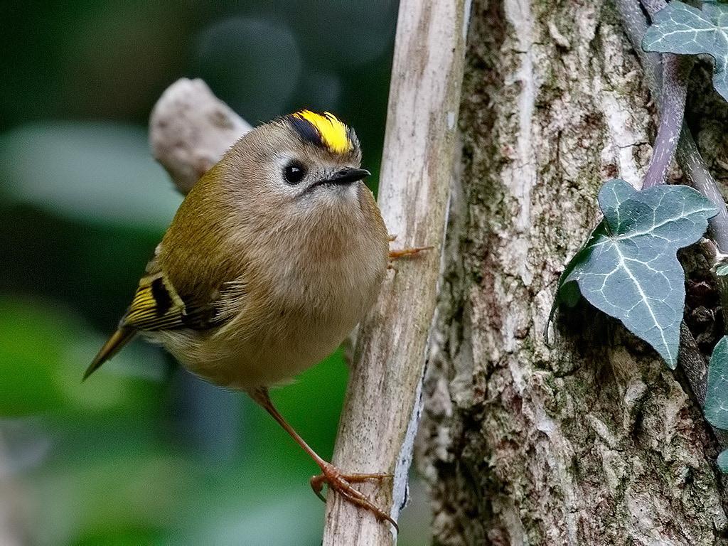 Goldcrest