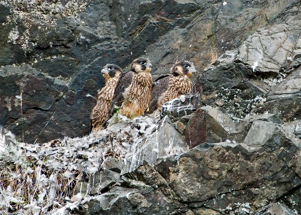 Peregrine
