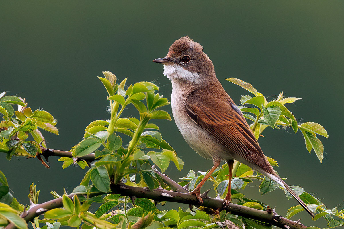 Common Whitethroat