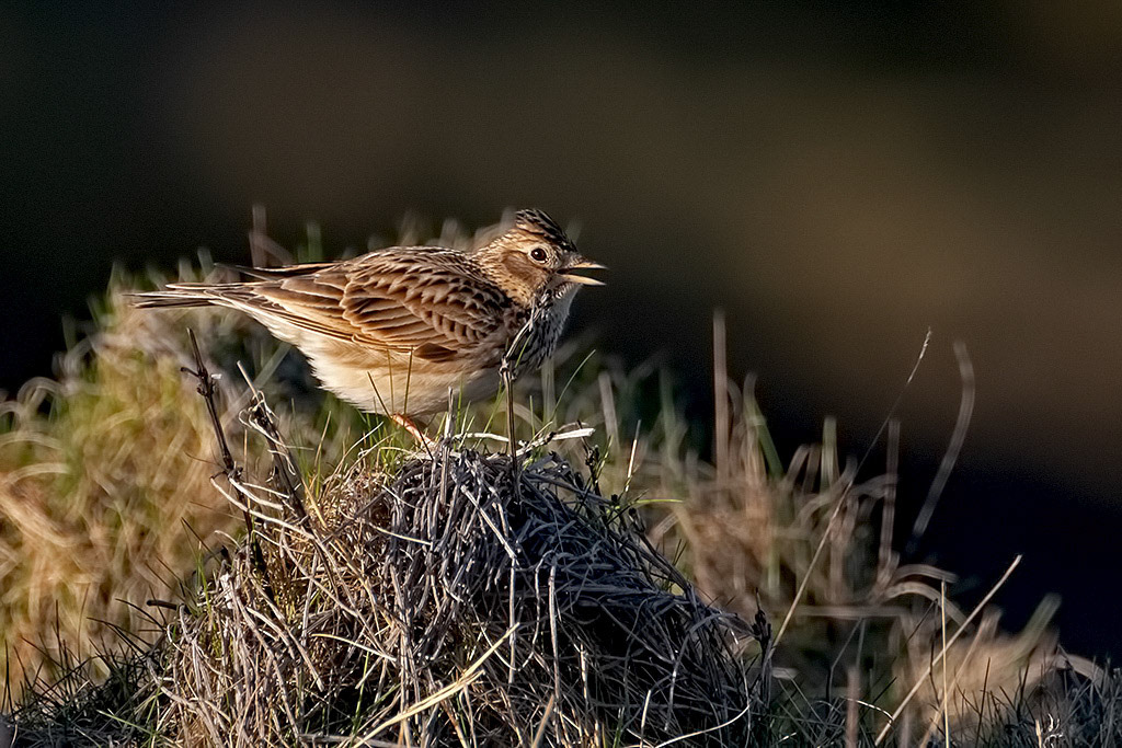 Skylark