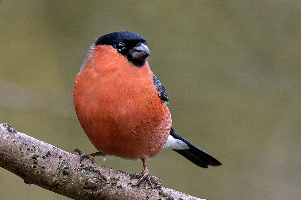 Bullfinch