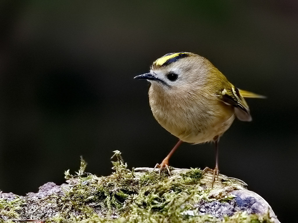 Goldcrest