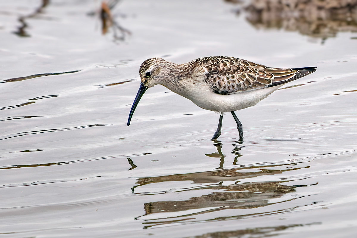 Curlew Sandpiper