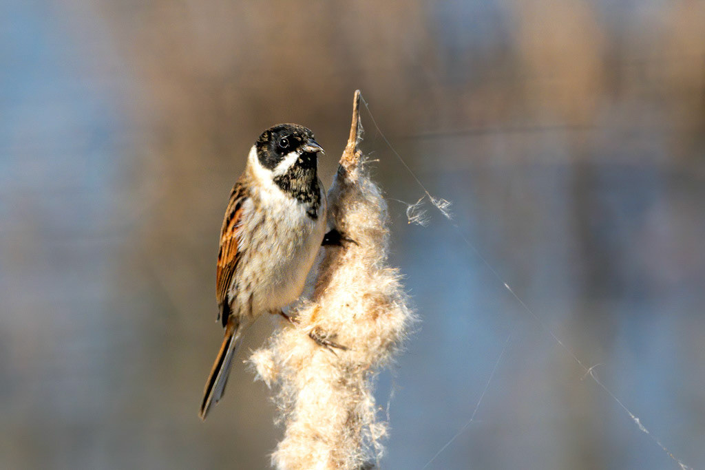 Reed Bunting