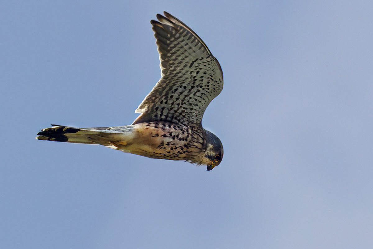 Kestrel