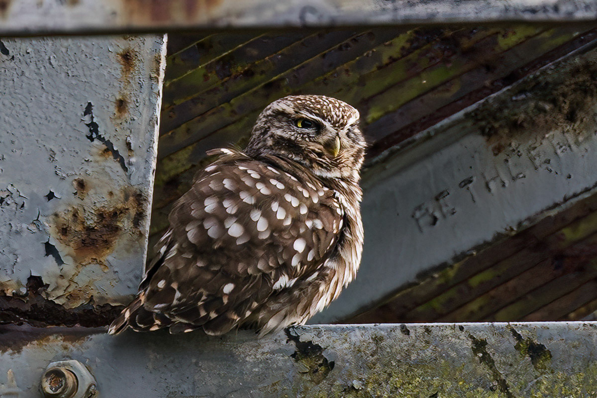 Little Owl