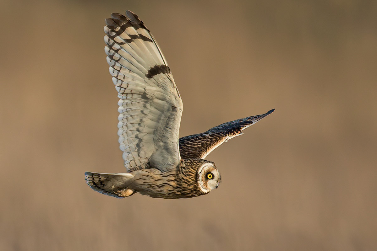 Short-eared Owl