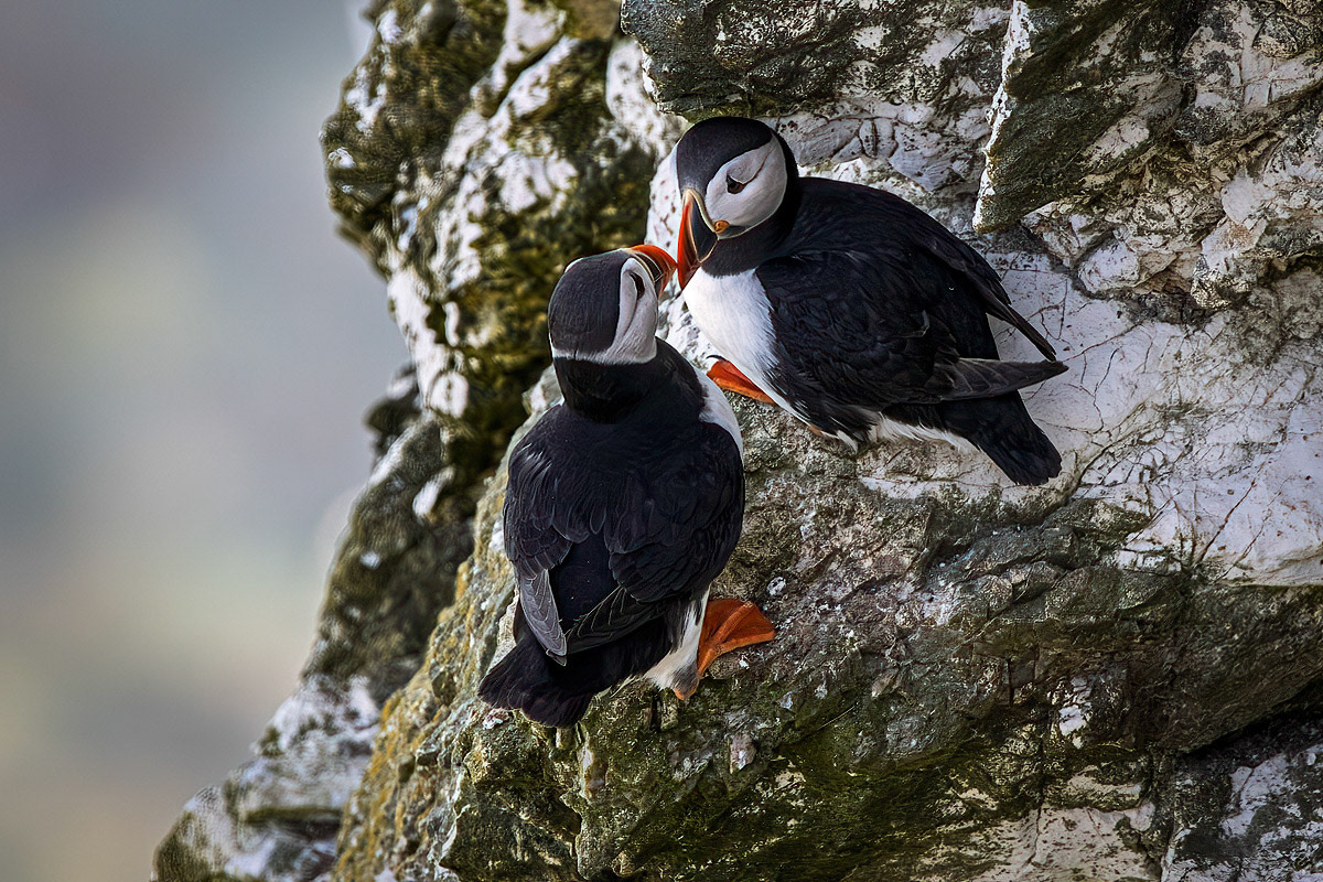 Puffin