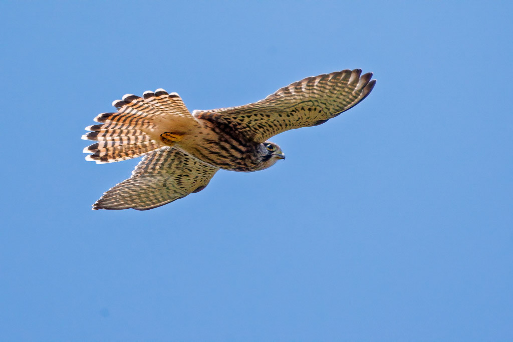 Kestrel
