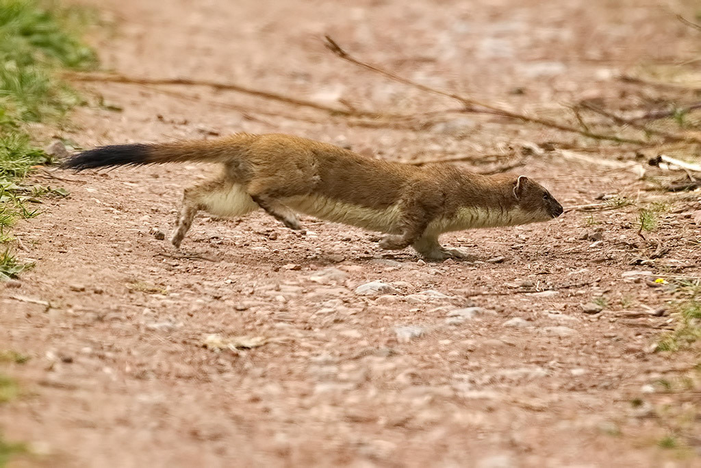 Stoat
