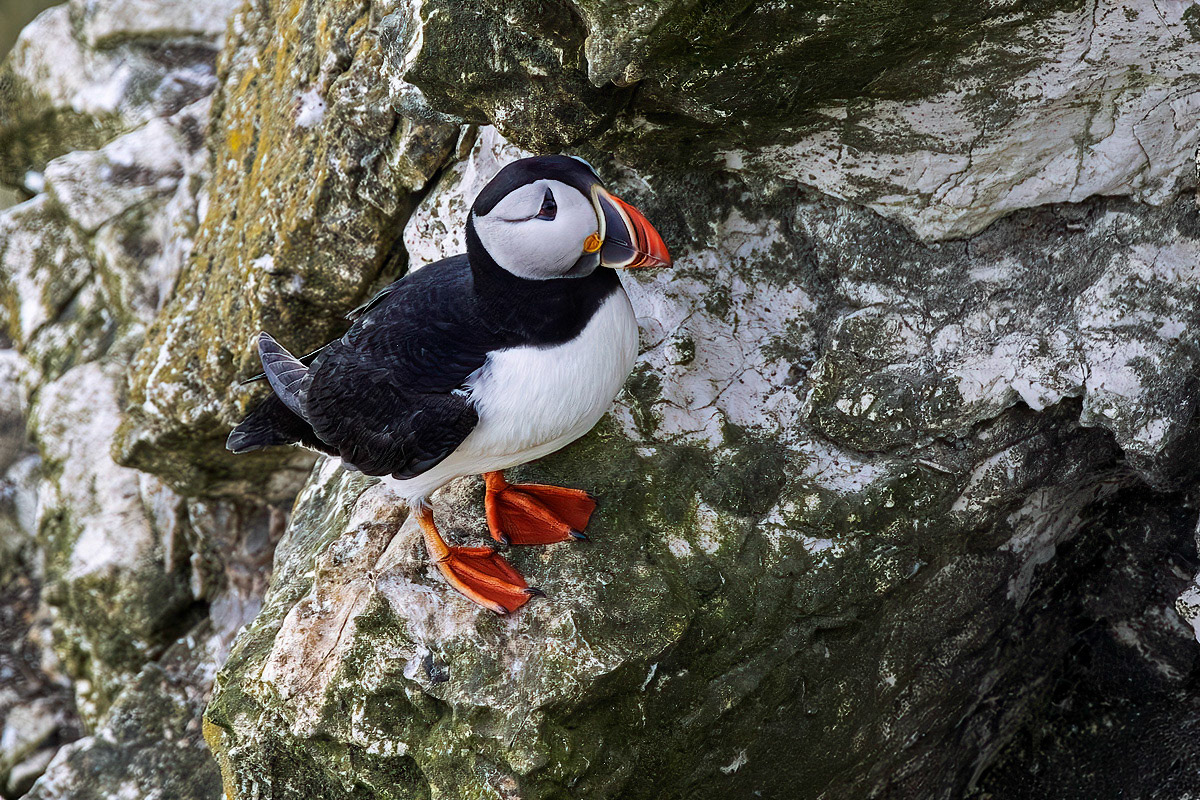 Puffin