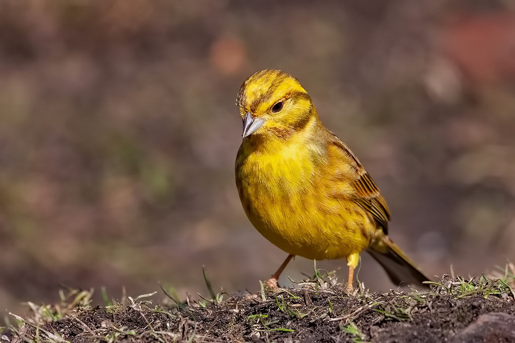 Yellowhammer