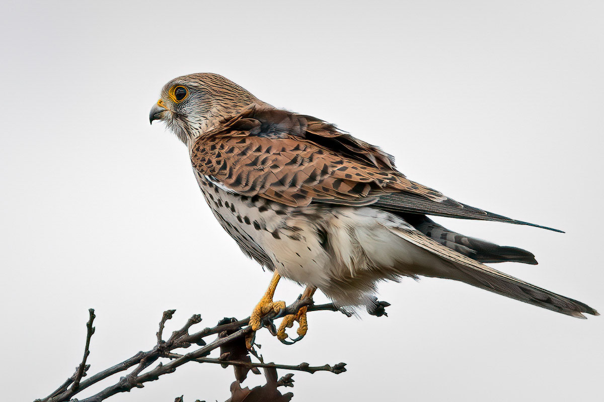 Kestrel