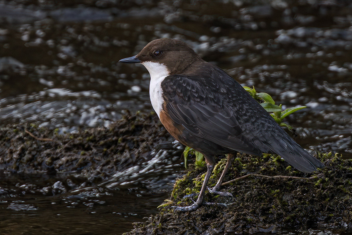 Dipper