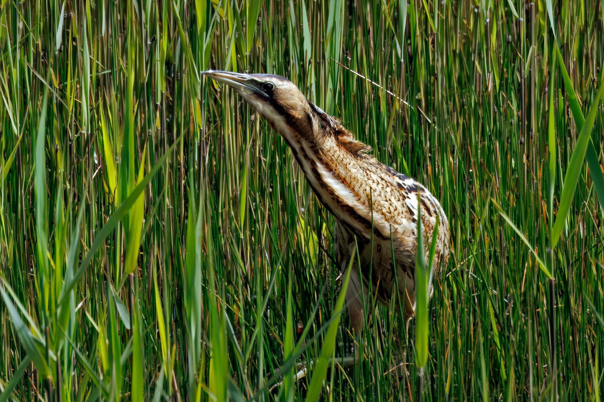 Bittern