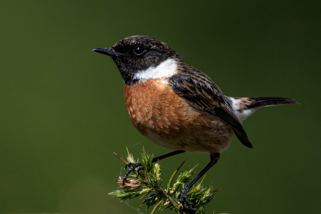 Stonechat