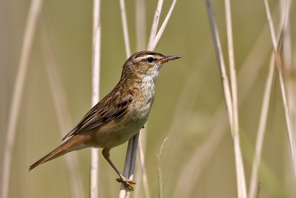 Sedge Warbler