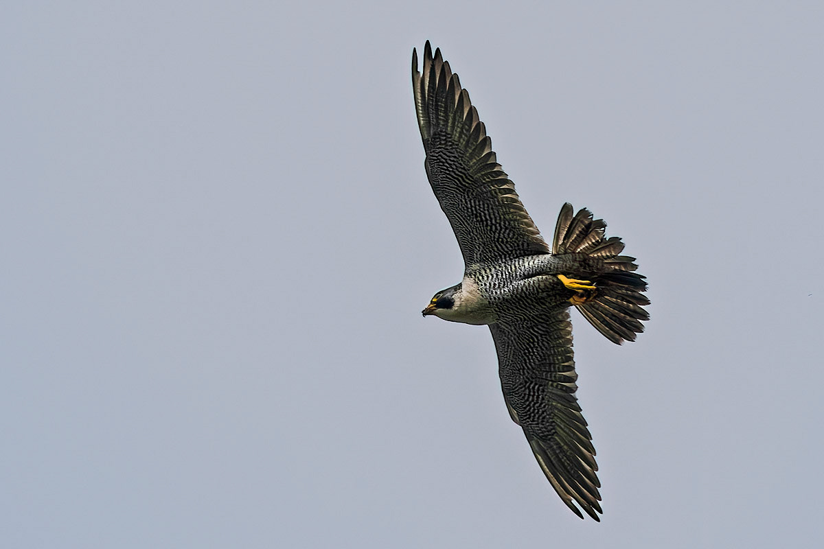Peregrine