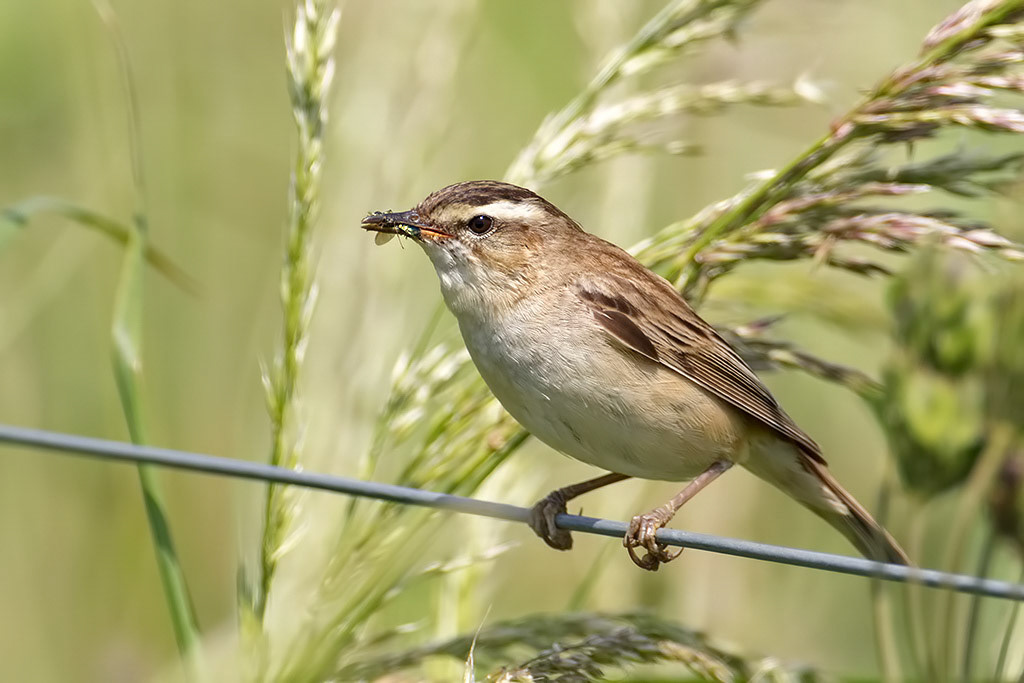 Sedge Warbler